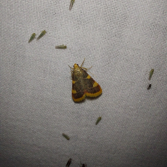 Hypsopygia costalis - szénailonca