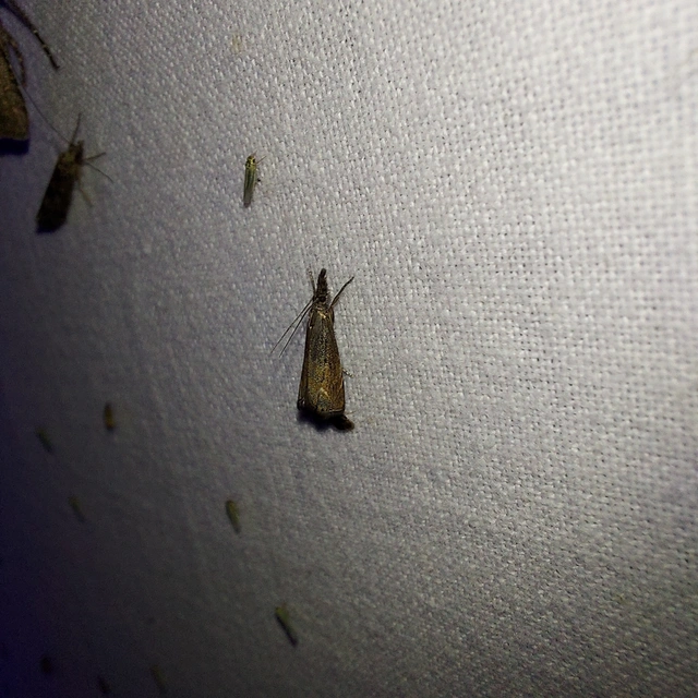 Platytes cerussella - törpe fűgyökérmoly