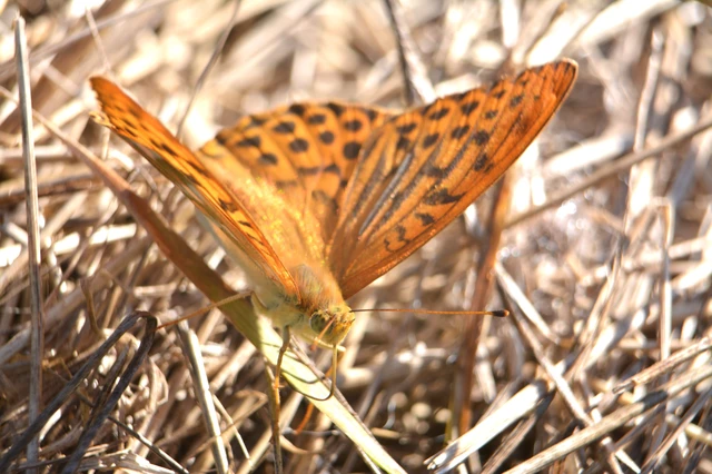 Argynnis paphia - nagy gyöngyházlepke