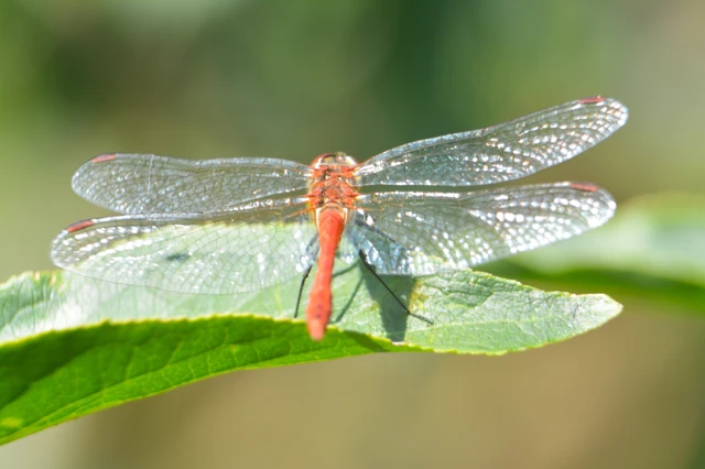 Sympetrum sanguineum - vörös katona-szitakötő