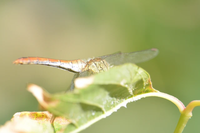 Sympetrum sanguineum - vörös katona-szitakötő