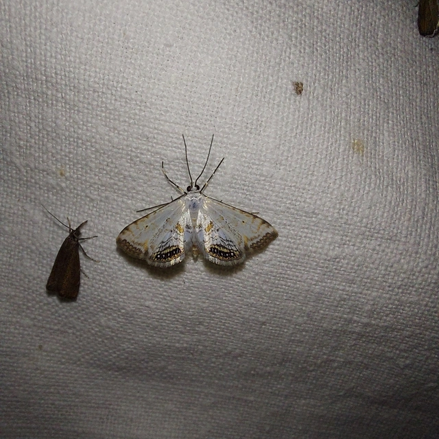 Cataclysta lemnata - békalencsemoly
