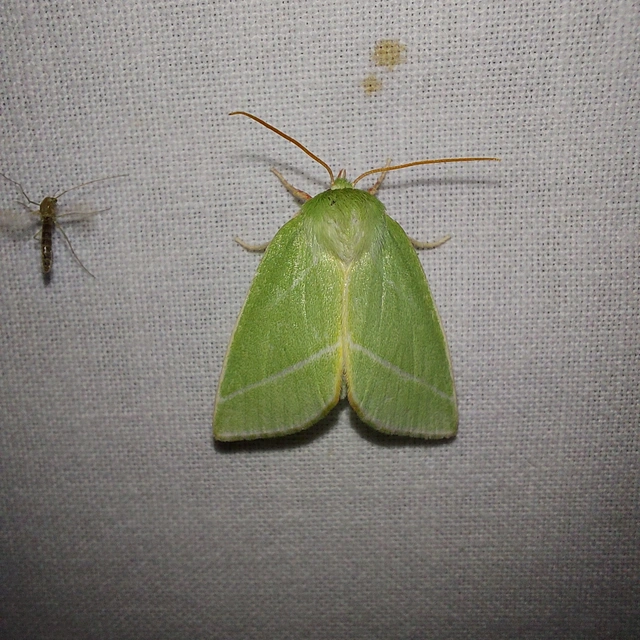 Pseudoips prasinana - bükkfa-zöldbagoly