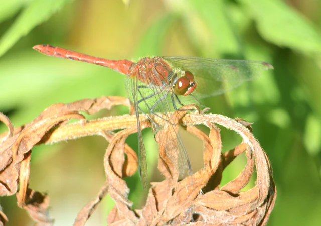 Sympetrum sanguineum - vörös katona-szitakötő