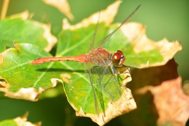 Sympetrum sanguineum - vörös katona-szitakötő