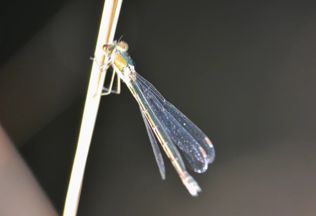 Lestes virens vestalis - kis rablószitakötő