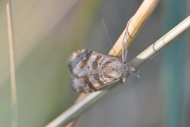 Nomophila noctuella - közönséges vándormoly