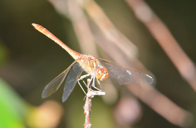 Sympetrum meridionale - fakó katona-szitakötő
