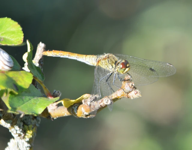 Sympetrum sanguineum - vörös katona-szitakötő