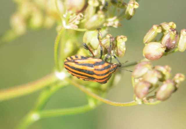 Graphosoma italicum - csíkos pajzsospoloska