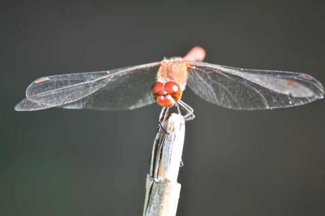 Sympetrum sanguineum - vörös katona-szitakötő