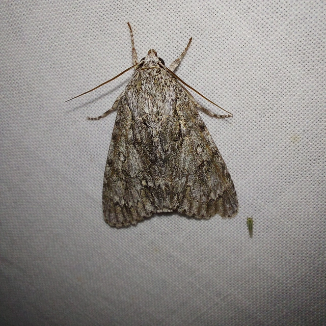 Acronicta aceris - vadgesztenye-szigonyosbagoly