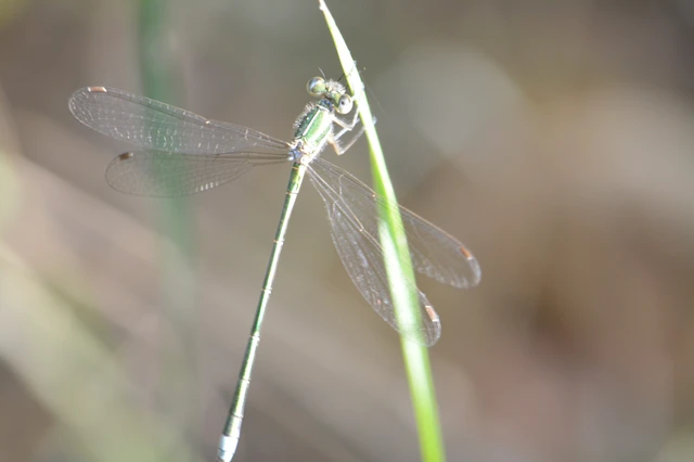 Lestes virens vestalis - kis rablószitakötő