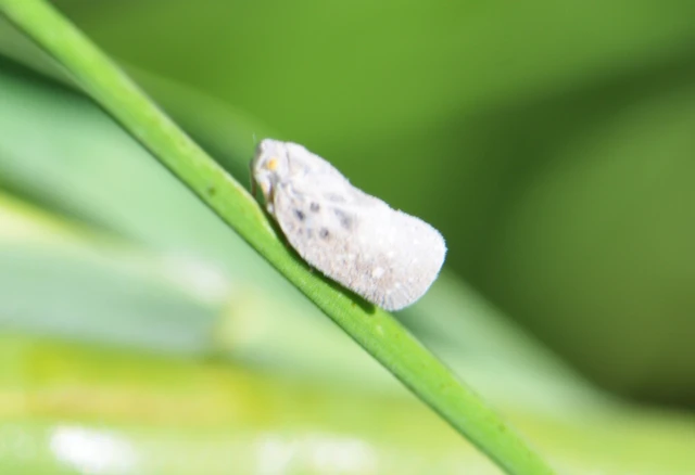 Metcalfa pruinosa - amerikai lepkekabóca