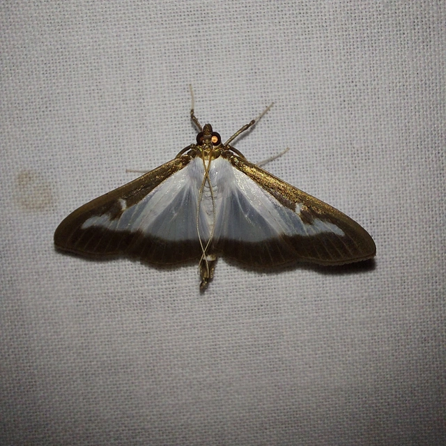 Cydalima perspectalis - puszpáng-tűzmoly