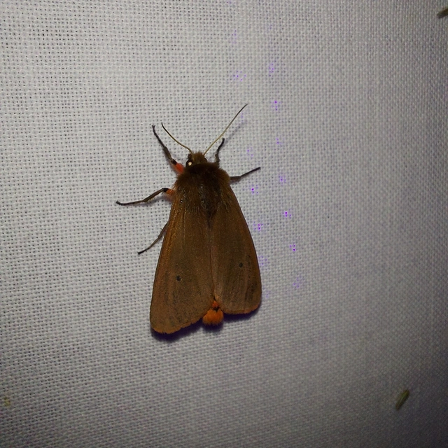 Phragmatobia fuliginosa - füstös medvelepke