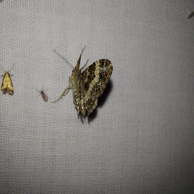 Epirrhoe alternata - galaj-tarkaaraszoló