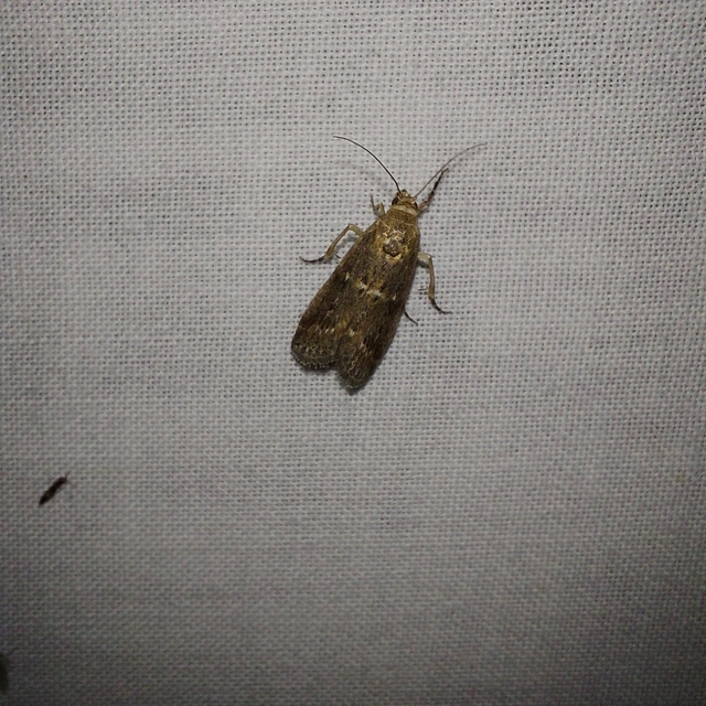 Isauria dilucidella - sziki karcsúmoly