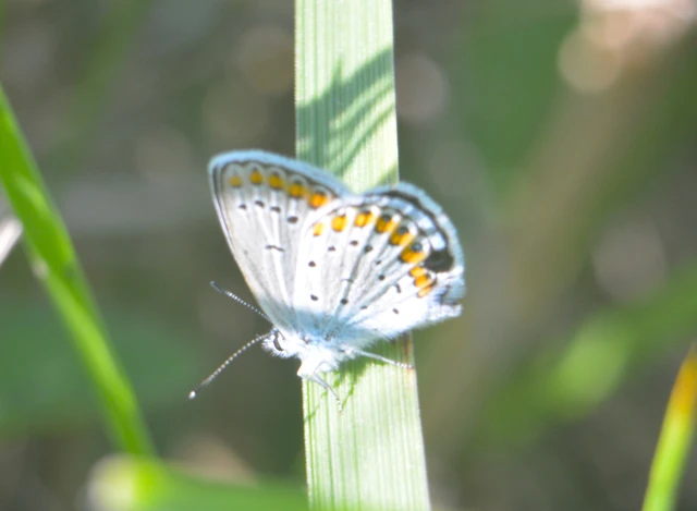 Plebejus argyrognomon - tintakék boglárka