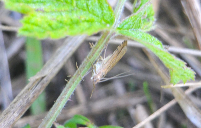 Nomophila noctuella - közönséges vándormoly
