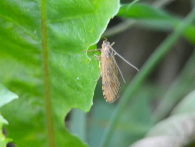 Nomophila noctuella - közönséges vándormoly