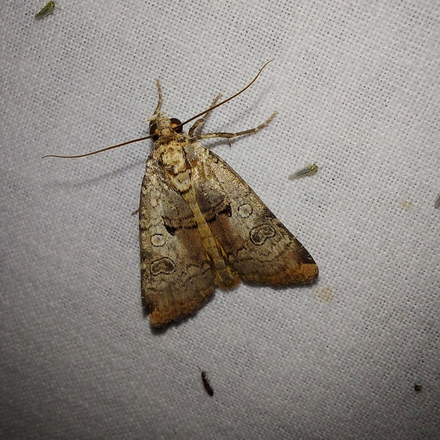 Epilecta linogrisea - karcsú sárgafűbagoly