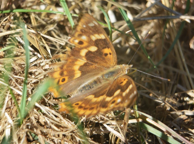Apatura ilia - kis színjátszólepke