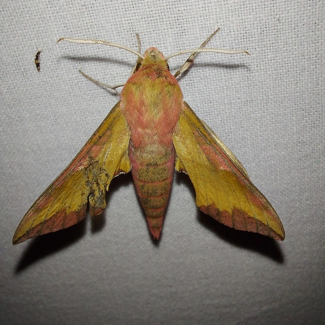 Deilephila porcellus - piros szender