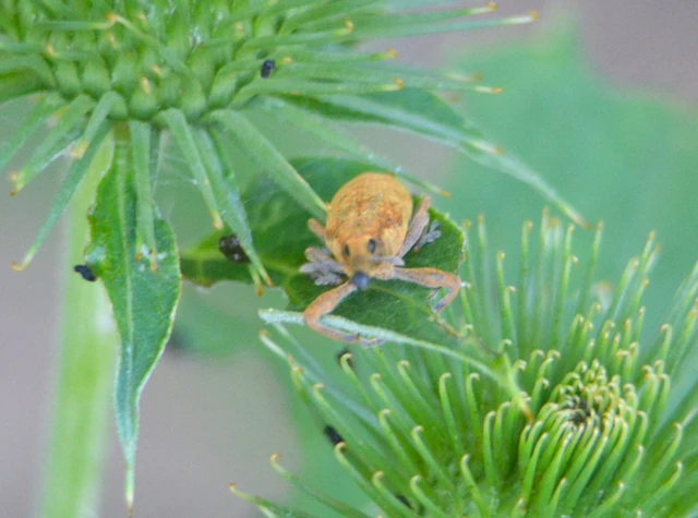 Lixus pulverulentus - mályvafúró dudvabarkó