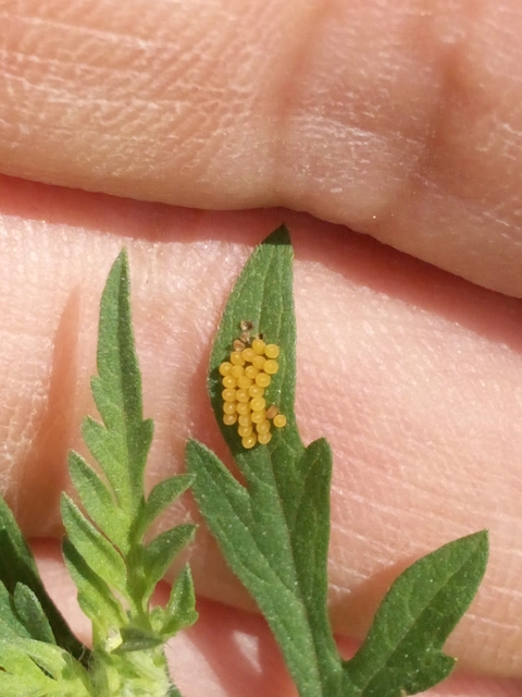 Ophraella communa - parlagfű-olajosbogár