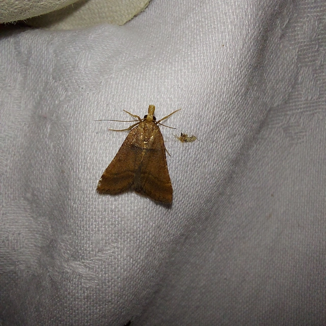 Stemmatophora honestalis - karsztlakó fényilonca