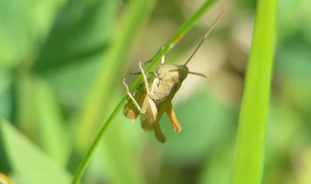 Chorthippus (Chorthippus) (subgenus)