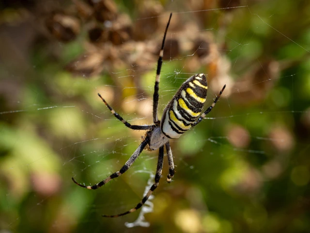 Argiope bruennichi - darázspók