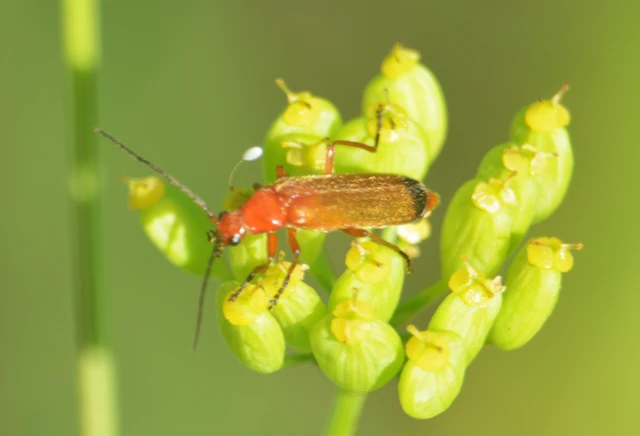 Rhagonycha fulva - feketevégű lágybogár