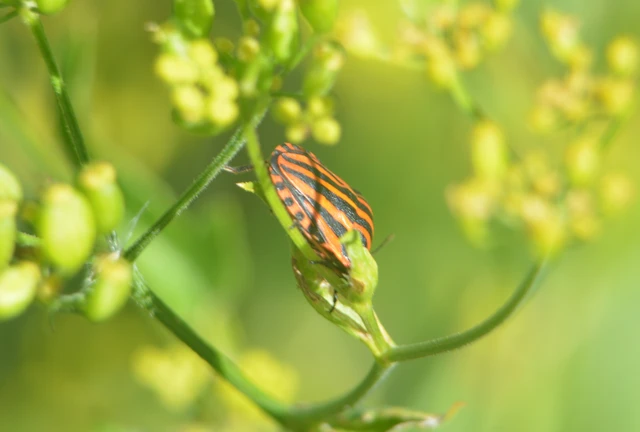Graphosoma italicum - csíkos pajzsospoloska