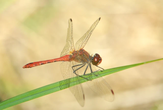Sympetrum sanguineum - vörös katona-szitakötő