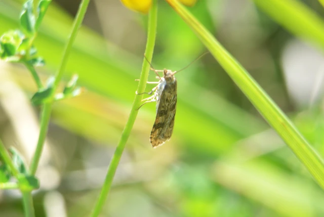 Nomophila noctuella - közönséges vándormoly