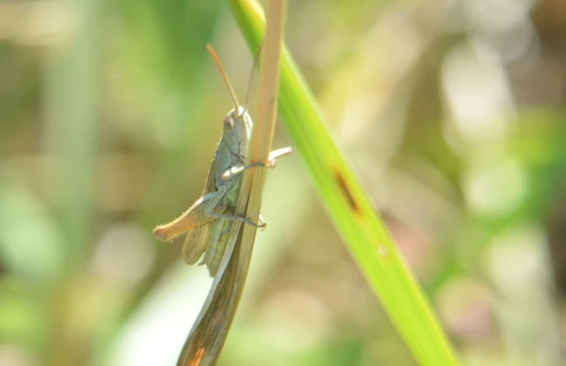 Chorthippus (Chorthippus) (subgenus)
