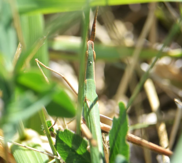 Acrida ungarica - sisakos sáska Acrida ungarica - sisakos sáska