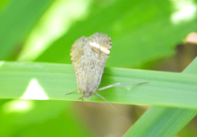 Nomophila noctuella - közönséges vándormoly
