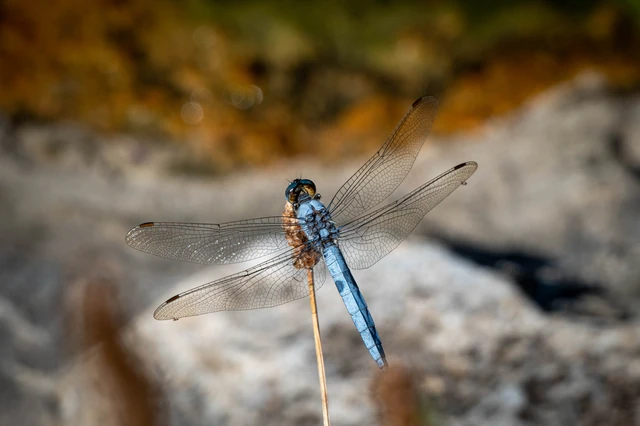 Orthetrum brunneum - pataki pásztorszitakötő