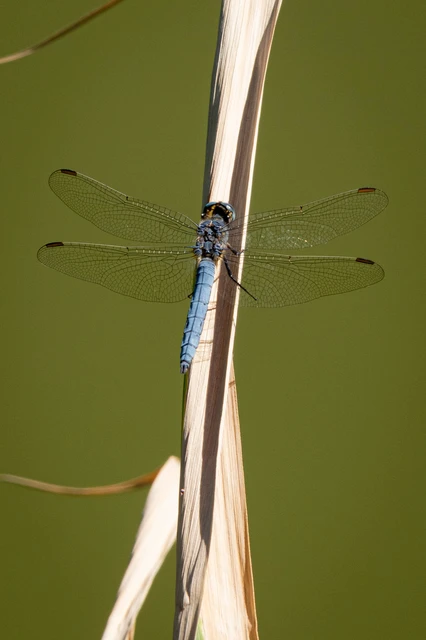 Orthetrum coerulescens - karcsú pásztorszitakötő