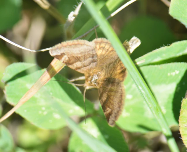 Euclidia glyphica - közönséges nappalibagoly