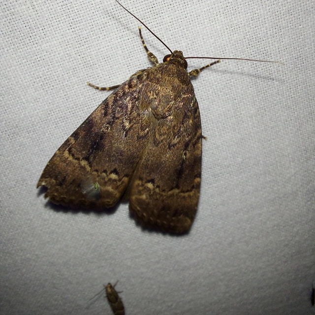 Amphipyra berbera/pyramidea