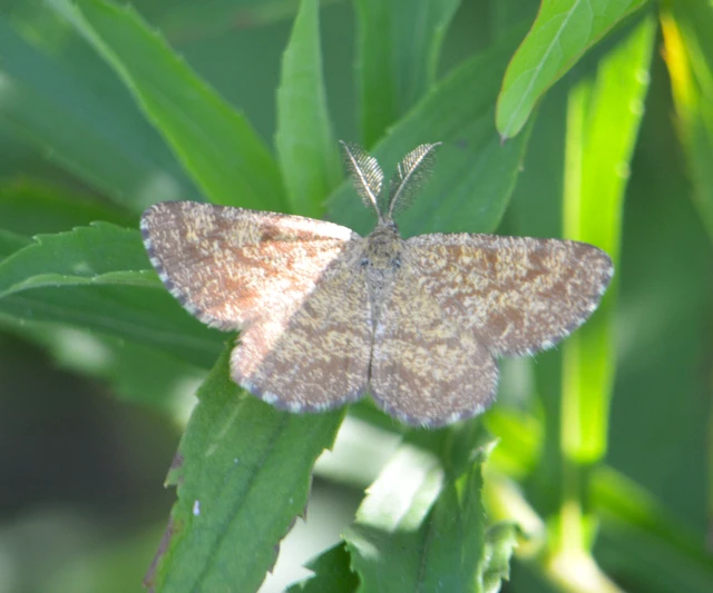 Ematurga atomaria - barna rétiaraszoló