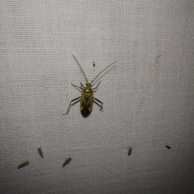 Adelphocoris lineolatus - lucernapoloska