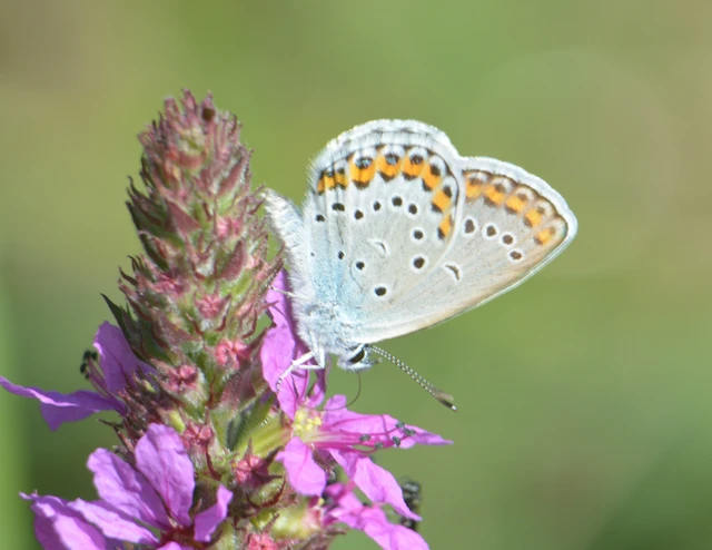 Plebejus argyrognomon - tintakék boglárka