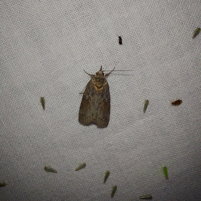 Nycteola asiatica - nyárfa-trapézbagoly