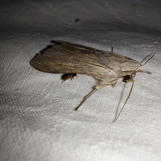 Cucullia umbratica - közönséges csuklyásbagoly