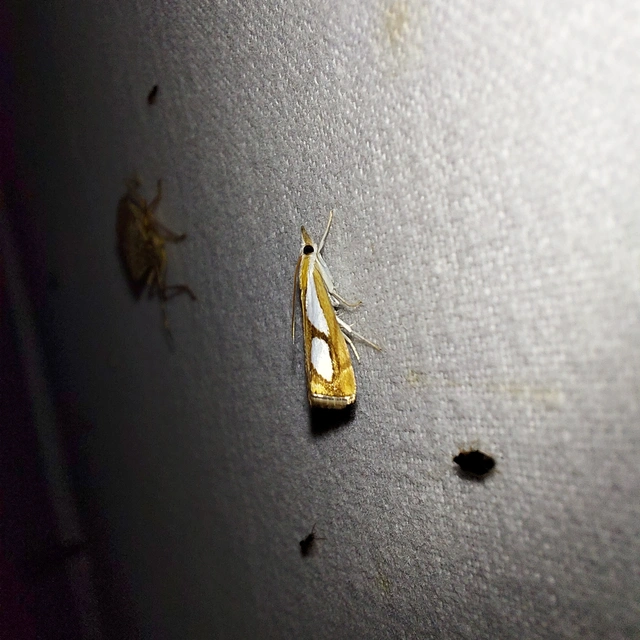 Catoptria pinella - ezüstös fűgyökérmoly